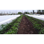 Агроволокно белой мульчирующее Growtex, 50 г/кв.м, 1,6х50 м