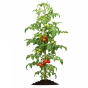 Индетерминантные (68)