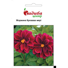Георгина Кровавая Мери 0,1г