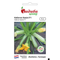 Кавили F1, кабачок, 5 шт.
