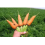Морковь Болтекс шантане, семена Leda Agro, 1 г