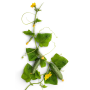 Огурец Каприкорн F1 самоопыляемый ранний, семена Leda Agro, 10 шт