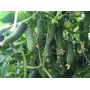Огурец Каприкорн F1 самоопыляемый ранний, семена Leda Agro, 10 шт
