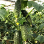 Огурец Фурор F1 раннеспелый самоопыляемый, Leda Agro, 10 шт