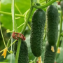 Огурец Илонара F1, ранний партенокарпический, Leda Agro, 10 шт