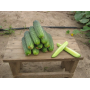 Огурец Аякс F1 ранний насекомоопыляемый Leda Agro, 10 шт