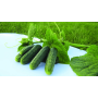 Огурец Пикскор F1 самоопыляемый среднеранний, Leda Agro, 10 шт