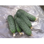 Огурец Сатина F1 ранний самоопыляемый, Leda Agro, 10 шт