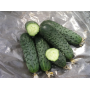 Огурец Сатина F1 ранний самоопыляемый, Leda Agro, 10 шт
