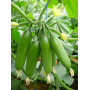 Огурец Супер Бейби F1 самоопыляемый ранний, семена Leda Agro, 5 шт