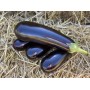 Баклажан Брат F1 ранний Leda Agro, 10 семян