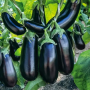 Баклажан Эпик F1 ранний, семена Leda Agro, 10 шт
