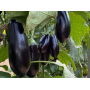 Баклажан Визир F1 среднеранний, Leda Agro, 10 семян