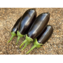 Баклажан Визир F1 среднеранний, Leda Agro, 10 семян