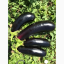 Баклажан Миринда F1 ранний, семена Leda Agro, 10 шт