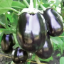 Баклажан Раунт F1 середньоранній Leda agro, 10 семян