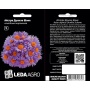 Айстра Дункле Шоне альпийская карликовая фиолетовая, семена Leda Agro, 10 шт