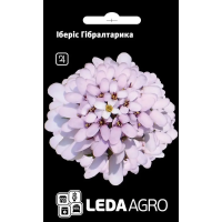 Иберис Гибралтарика сиреневый многолетник, семена Leda Agro, 0,3 г