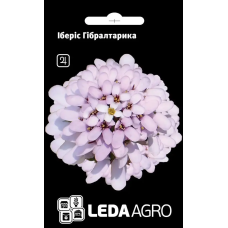 Иберис Гибралтарика сиреневый многолетник, семена Leda Agro, 0,3 г