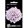 Иберис Гибралтарика сиреневый многолетник, семена Leda Agro, 0,3 г