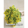 Кермек Золотой берег желтый сухоцвет, семена Leda Agro, 0,15 г