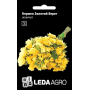 Кермек Золотой берег желтый сухоцвет, семена Leda Agro, 0,15 г