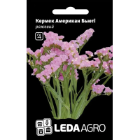 Кермек Американ Бьюті рожевий на сухоцвіт, насіння Leda Agro, 0,15 г