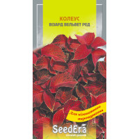 Колеус Визард Вельвет Ред красный, семена SeedEra, 10 шт