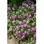 Алисум Фиолетовая Королева низкорослые кустики, семена Leda Agro, 0,2 г