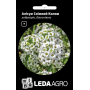 Алисум Снежный Ковер низкие кустики, семена Leda Agro, 0,2 г