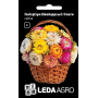 Гелихризум Швейцарские гиганты смесь, на сухоцвет, семена Leda Agro, 0,2 г