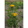 Чернобривцы Мексиканская Мята, однолетний пряный цветок, семена Leda Agro, 0,15 г