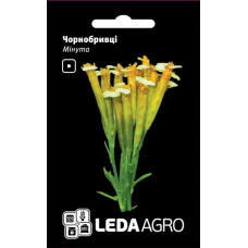 Чернобривцы Мінута пряно-вкусовая однолетка, семена Leda Agro, 0,3 г