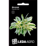 Молочай Ранний Снег однолетний, семена Leda Agro, 0,2 г
