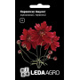 Кореопсис Червоний Амулет карликовий, насіння Leda Agro, 0,2 г