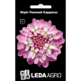 Іберис Розовый Кардинал травянистая однолетка, семена Leda Agro, 0,5 г