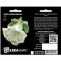 Кобея Соборные Колокола белая, декоративная лиана, семена Leda Agro, 0,2 г