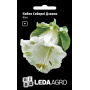 Кобея Соборные Колокола белая, декоративная лиана, семена Leda Agro, 0,2 г