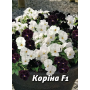 Виола корнута Корина F1 бело-черная смесь, семена Leda Agro, 10 шт