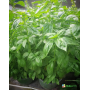 Базилик Боназза зеленый, семена Leda Agro, 10 г