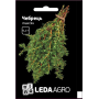 Чебрець (тим'ян), насіння Leda Agro, 0,2 г