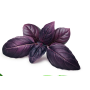 Базилик Фредди красный, ароматный, декоративный сорт, семена Leda Agro, 0,3 г