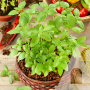 Базилик Комнатный зеленый, семена Seed Era, 0,5 г
