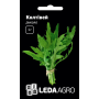 Руккола Колтивей, семена Leda Agro, 1 г