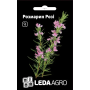 Розмарин Рози, семена Leda Agro, 0,03 г
