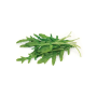 Руккола Сильветта, семена Leda Agro, 1 г