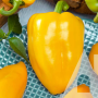 Перец блочный Кунэо желтый, семена Садиба, 0,3 г