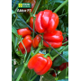 Сладкий перец Актор, семена Leda Agro, 8 шт