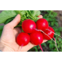 Редиска Селеста F1 семена Leda Agro, 2 г