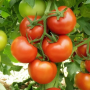 Томат Барито F1 индетерминантный, Leda Agro, 5 семян
